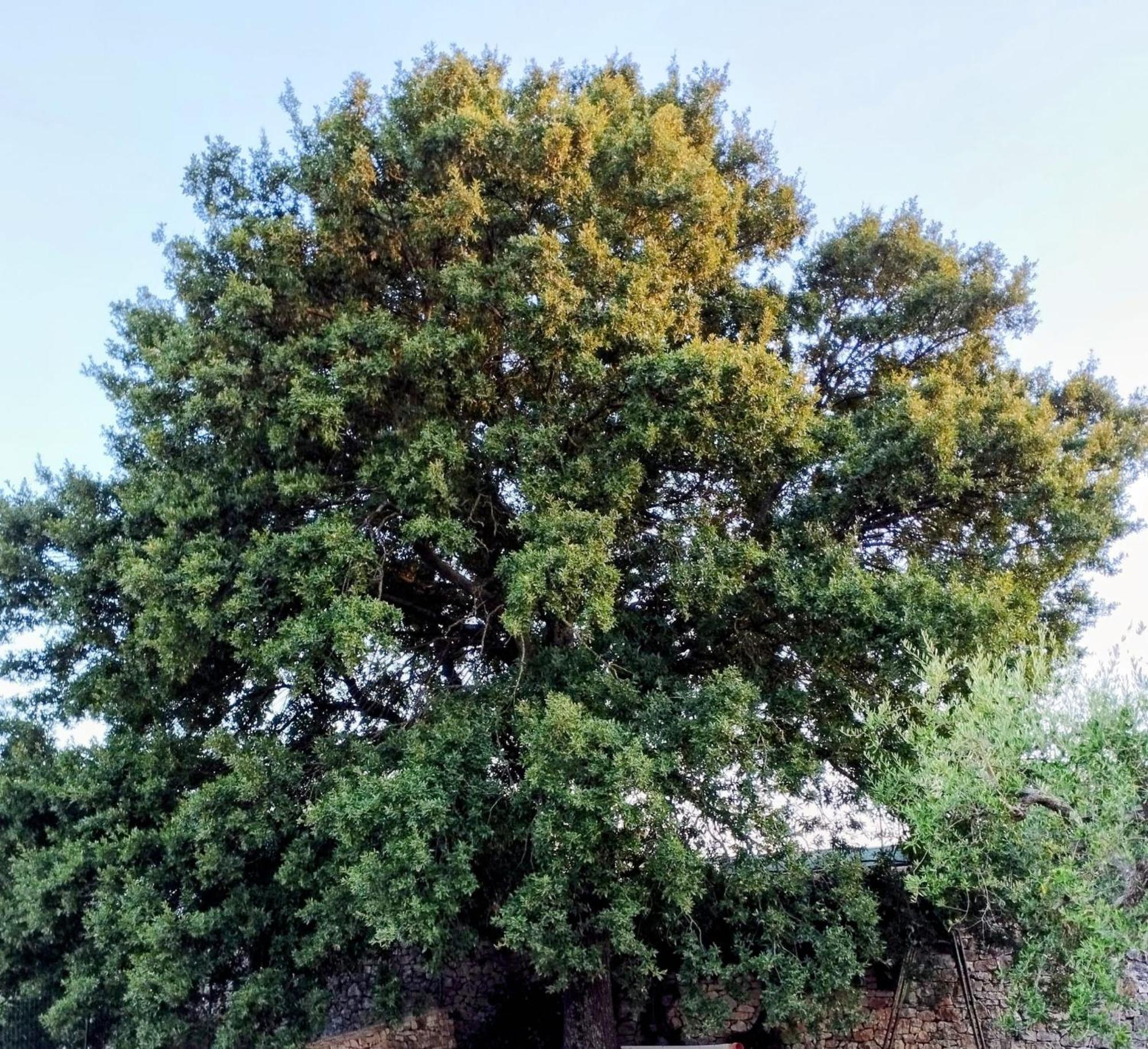 Trulli La Quercia Del Nonno Villa Locorotondo Luaran gambar